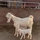 عنز توم ثنيه ( تم البيع )