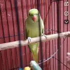 ببغاء دره للبيع