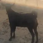 عناق بلدية للبيع