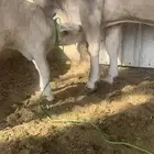 بقره المانيه