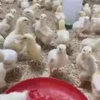 صوص روص لاحم درجه اولى