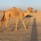 ركبي ثني على الشرط