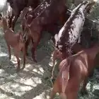 معزاء دهم