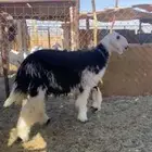 للبيع رخل نجديه