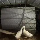جوز بط بكيني منتج