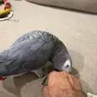 بغبغاء كاسكو افريقي