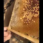 عسل اثل صافي