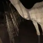 قعود عقابي فحل
