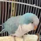 كويكر