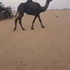 مجهم ضروبه كفوو