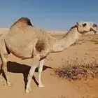 ناقه حمرا (تم البيع)