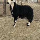 خروف فحل نجدي