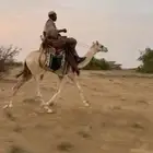 قعود ركبي حر طايع على شرط السن حق موقع المظيلف