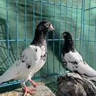 حمام باكستاني
