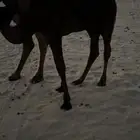 حوار فل الفل طايش مجهم