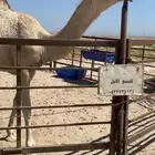 للبيع البكره الكفو