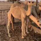 للبيع حشو تربيه عدد 2