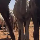البيع بكره عمره خمس شهور وعشرين يومض سالمه من جميع العذريب