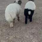 للبيع خرفان نعيم