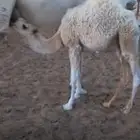 حاشي طيب حليب