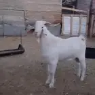 معزا هجين السانيين