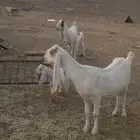 معزا موليد