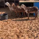 رخال جذعات سواكن وحريه خلفه