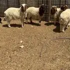 طليان نعيم