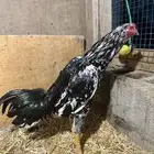 ديك تيلندي بتركي