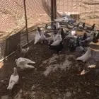 ااا