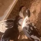 بط مصري ثنين أنثى واحد ذكر