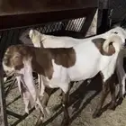 جذع خصم الخصم معرف تعريف قوي