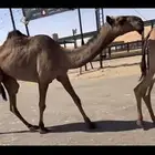 البكره الصفرا العونيه الحقه