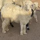 نجديه وعيسيه جذعات للقناي