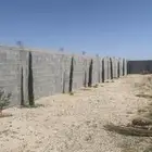 شتلات سرو الطول من 3 متر لحد 4 متر