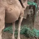 ناقة رباع ام ثاني