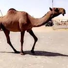 صفر مصعد رباع مشروطه