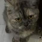 جده