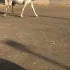 للبيع ضرايب وبكره ثنيه ولقحات صفرا وشعلا وحبشا