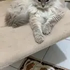 قط شيرازي. للتبني مستعجل