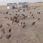 دجاج بلدي وفيومي صحه شرط يسرح