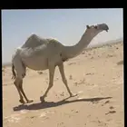 بكر معزول حاشيها سليمه جميع العذاريب