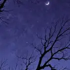 شراء