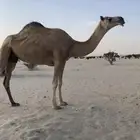 ضروبه