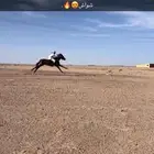 حصان شعبي كفو