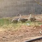 وز عراقي
