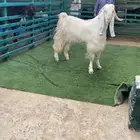 فحل مشروك طيب