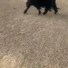 تيس عارضي