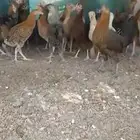 دجاج بلدي مهجن باكستاني