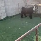 تيس صنف طيب